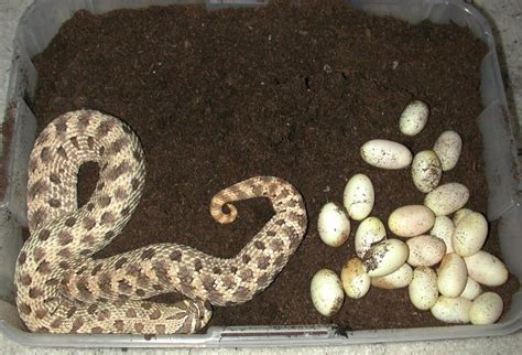 Kingsnake.com - Herpforum - Western Hognose Snake Eggs