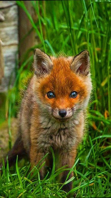 Animal Cute Baby Fox