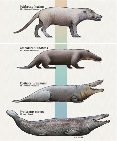 The evolution of the whale from walking on land to swimming in the sea. | Prehistoric animals ...