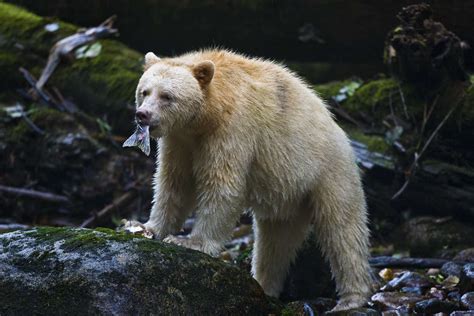 Spirit Bears of the Great Bear Rainforest - Paul Nicklen Spirit Bear ...