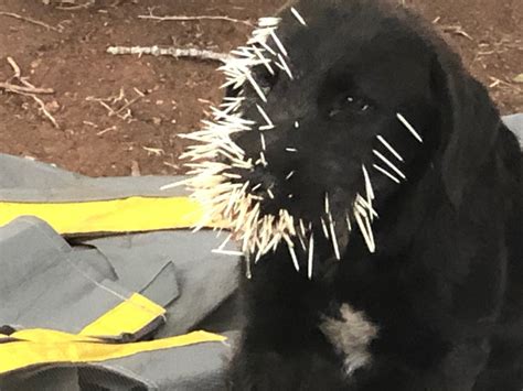 Puppies rescued and recover after Porcupine attack