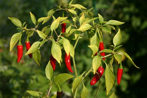 Capsicum frutescens 'Bird's eye chilli' - WikiGardener - The gardening site that anyone can edit