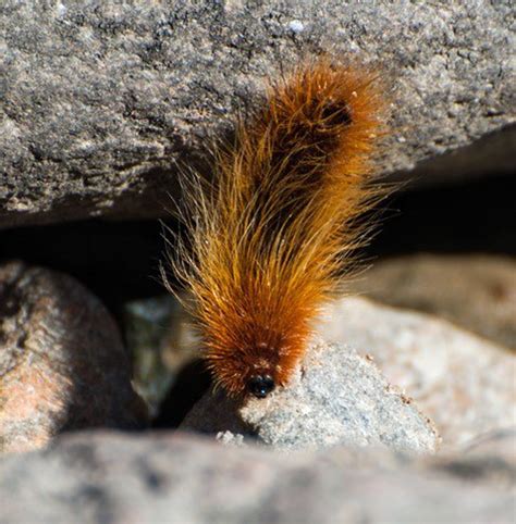 Arctic Woolly Bear Caterpillar appearance bodes well for fall Polar ...