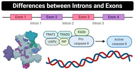 12 differences between Introns and Exons (Introns vs Exons) | Rna ...