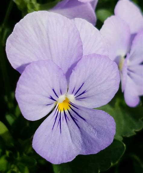 Purple Viola's | Beautiful flowers, Flower essences, Flower painting