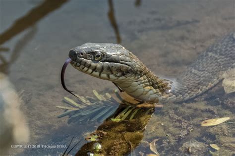 Photographing Northern Water Snakes - Small Sensor Photography by Thomas Stirr