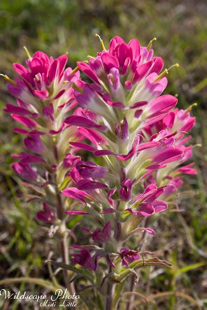 Texas Wildflowers: Castilleja indivisa, Texas/Indian paintbrush – Oceanic Wilderness