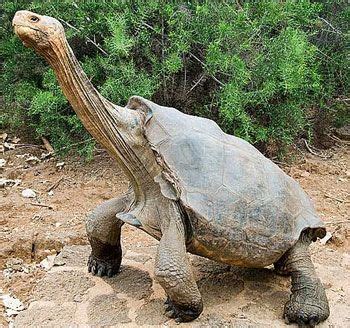 TORTUGA MATAMATA - Google Search | Galapagos tortoise, Tortoises, Giant tortoise