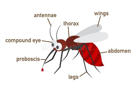 Illustration of mosquito vocabulary part of body. Vector , #affiliate ...