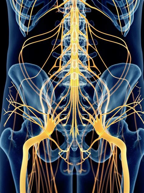 Pelvic Nerve Anatomy