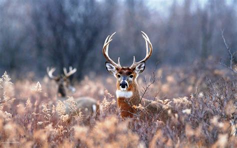 Whitetail Deer Wallpaper (55+ pictures) - WallpaperSet