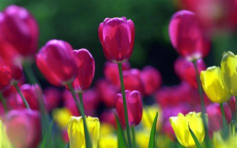 Tulipes de printemps Fonds d'écran | Fonds d'écran HD