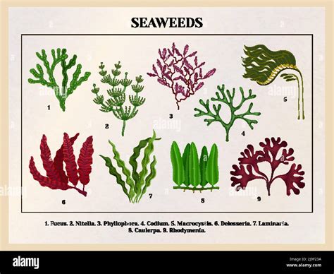 Red Algae Characters And Types With Diagram