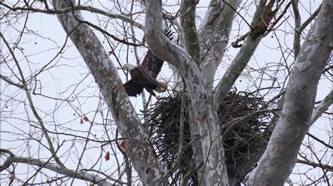 Bald Eagle Building a Nest in Hanover Township - YouTube