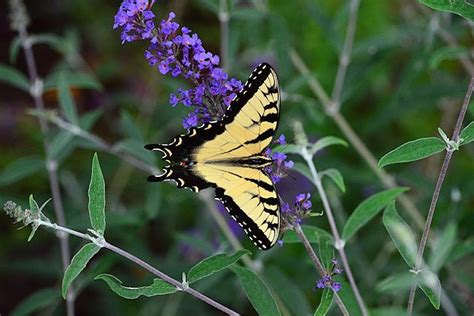 Purple butterfly bush picture