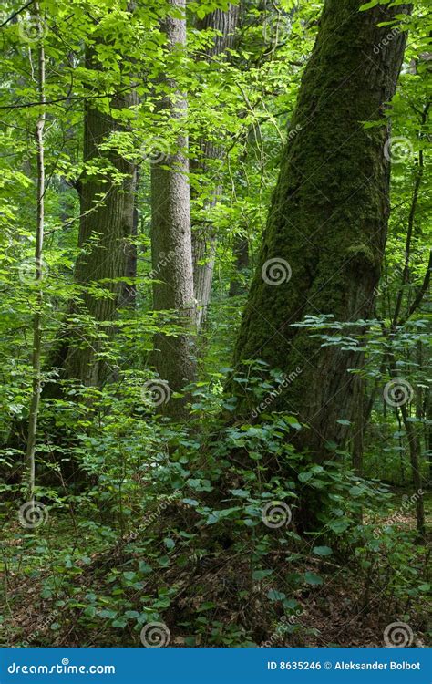 European Forest with Linden Tree in Foreground Stock Photo - Image of podlasie, deciduous: 8635246