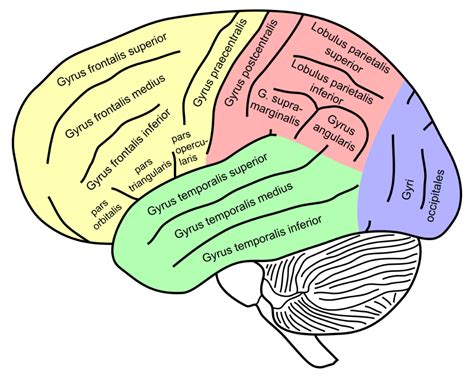 Supramarginal gyrus - Wikipedia | Medical school quotes, Brain mapping, Brain anatomy