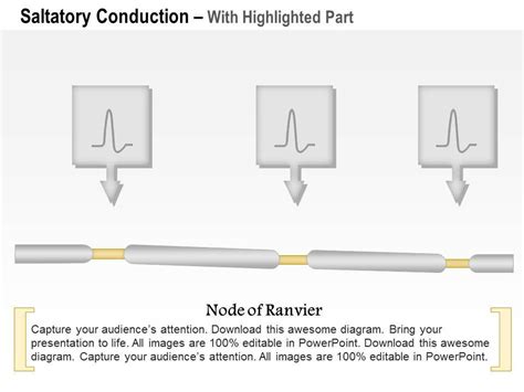 0614 Saltatory Conduction Medical Images For Powerpoint | Presentation ...