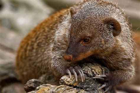 Banded Mongoose Facts - CRITTERFACTS