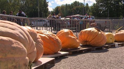 Quebec pumpkin-growing competition goes awry | CBC News