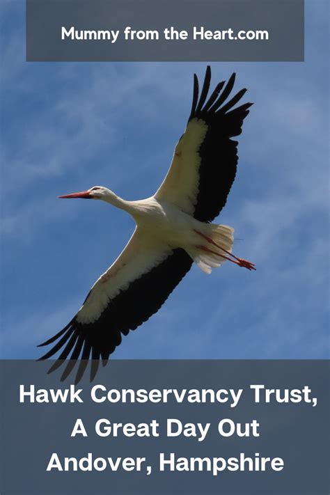 Mummy From The Heart: Visiting the Hawk Conservancy Trust, Andover ...