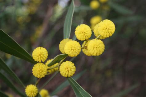 Golden Wattle wallpapers, Earth, HQ Golden Wattle pictures | 4K Wallpapers 2019