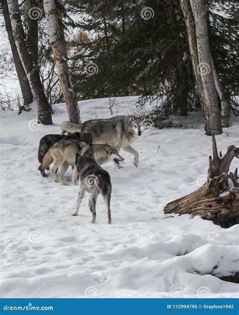 Wolf Pack Playing in the Snow. Stock Image - Image of lupus, meadow ...