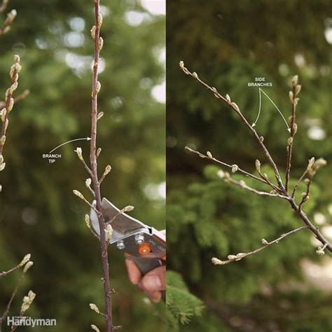 Bush Pruning Tips for Healthier Bushes | Family Handyman