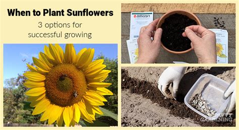 Best Time To Plant Sunflower In The Philippines | Best Flower Site