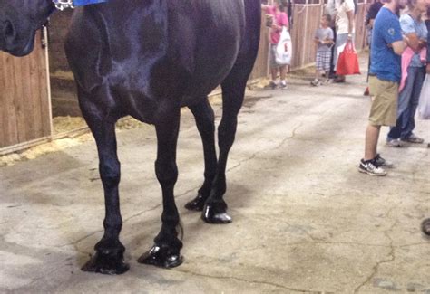 Amish Horses: Percheron Horse Show