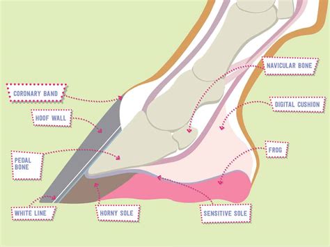 [DIAGRAM] Horse Hoof Anatomy Diagram - MYDIAGRAM.ONLINE