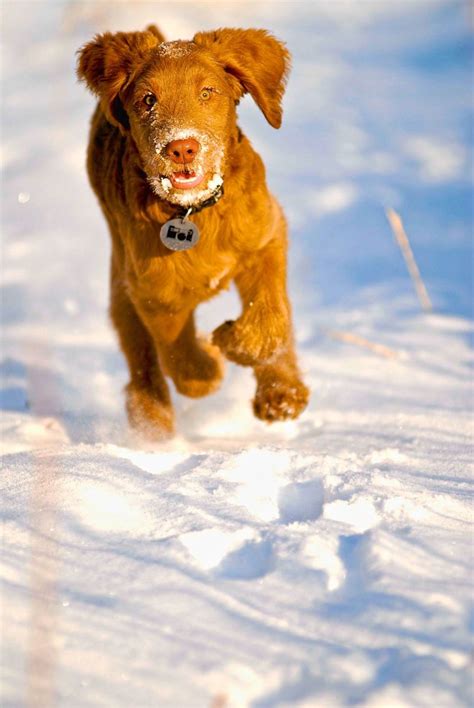 Nikon Running in the Snow. | Winter dog, I love dogs, Dogs of the world