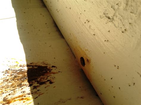 Large Carpenter Bee Management and Control | Panhandle Agriculture