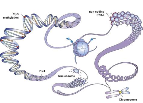 Epigenetic mechanisms and chromatin condensation (Lee et al., 2014,... | Download Scientific Diagram