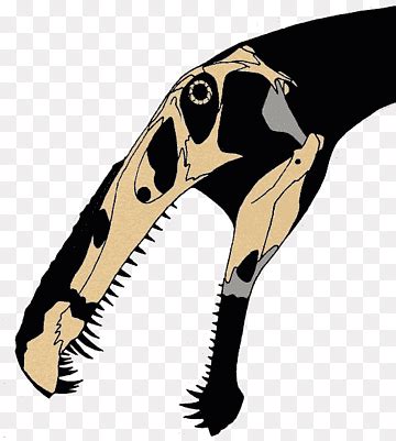 Ichthyovenator Skeleton