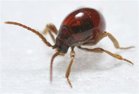 Spider Beetle | Pest Information & Prevention Tips