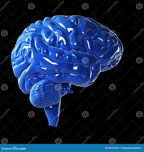 Glossy blue brain stock illustration. Illustration of neurology - 30721595