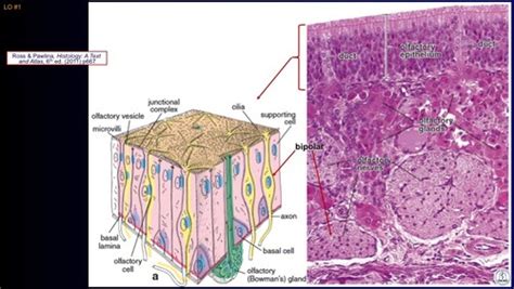 Histology of the nano-oral pharynx larynx Flashcards | Quizlet