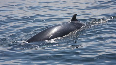 Blue Ocean Society's Whale Sightings: July 3 Atlantic Queen