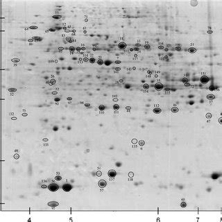 Proteins identified by mass spectrometry. Identification numbers of ...