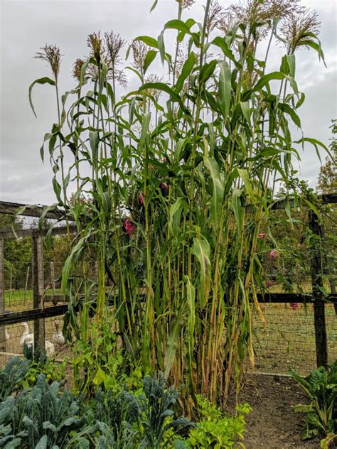 Harvesting Broom Corn - The Martha Stewart Blog