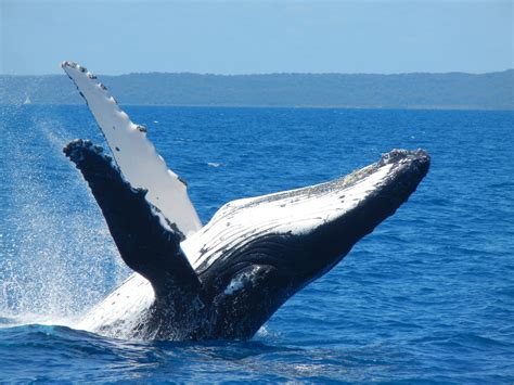 Whale Watching | Quarterdecks Retreat