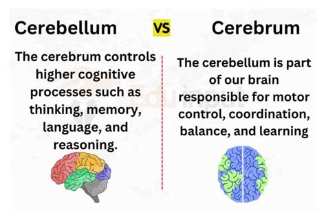 Difference Between Cerebellum And Cerebrum