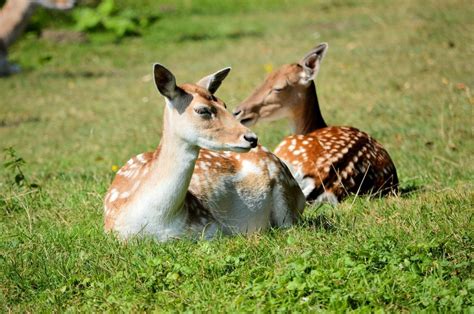 How To Prevent Deer From Eating Plants