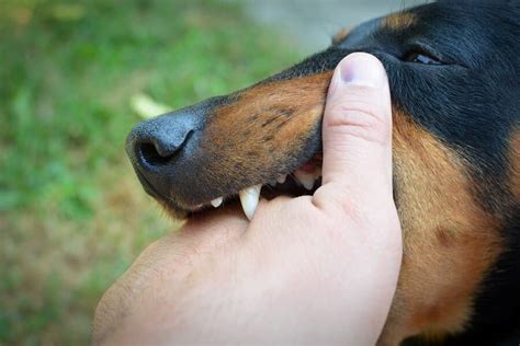 Common Dog Bite Infections and the Symptoms They Cause