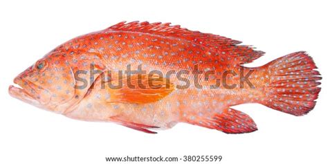 8,424 Red Grouper Fish Images, Stock Photos & Vectors | Shutterstock