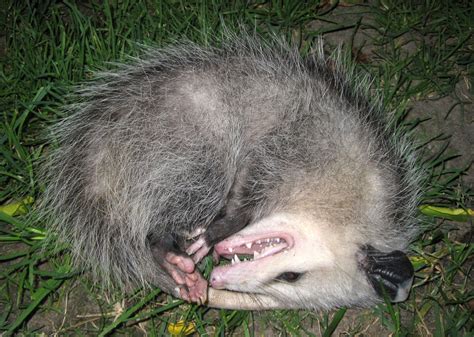 Virginia Opossum | Alexandria Zoo