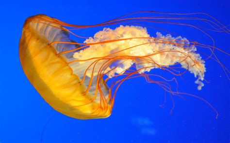 Are Jellyfish Made Of Jelly? | Wonderopolis