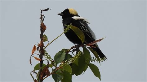 bobolink singing - YouTube