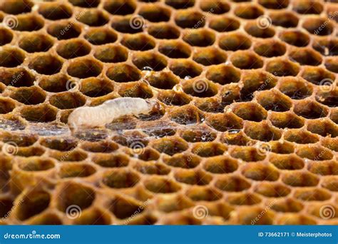 Wax moth larvae and webs stock image. Image of maintenance - 73662171